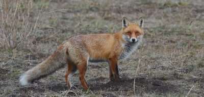 Vulpea Roscata (Vulpes vulpes)