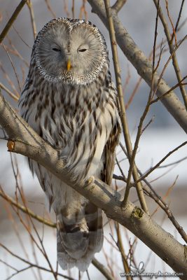Huhurezul mare (Strix uralensis) 5 huhurez mare1