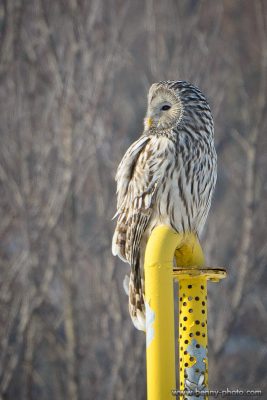 Huhurezul mare (Strix uralensis) 4 huhurez mare3