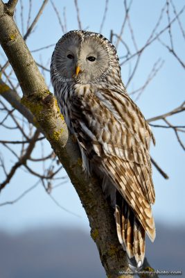 Huhurezul mare (Strix uralensis) 3 huhurez mare7