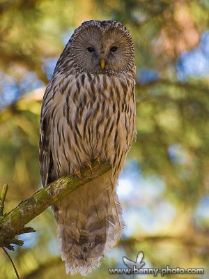 Huhurezul mare (Strix uralensis) 2 huhurez mare 2