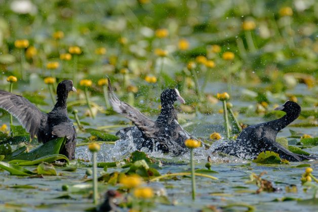 Lisita (Fulica atra) 7 Lisita (Fulica atra) 2