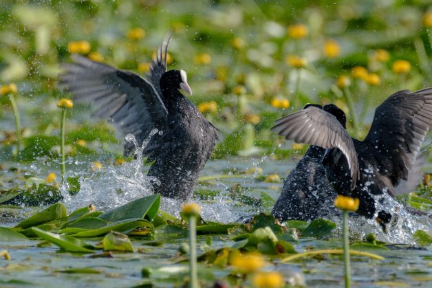 Lisita (Fulica atra) 6 Lisita (Fulica atra) 3