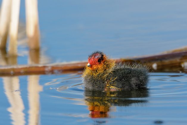 Lisita (Fulica atra) 5 Lisita (Fulica atra) 4