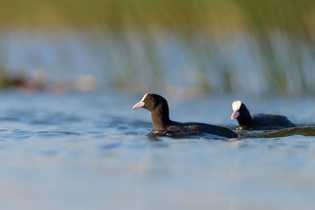 Lisita (Fulica atra) 4 Lisita (Fulica atra) 5