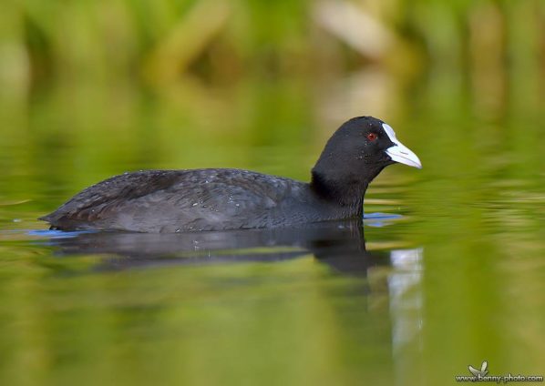 Lisita (Fulica atra) 3 Lisita (Fulica atra) 6