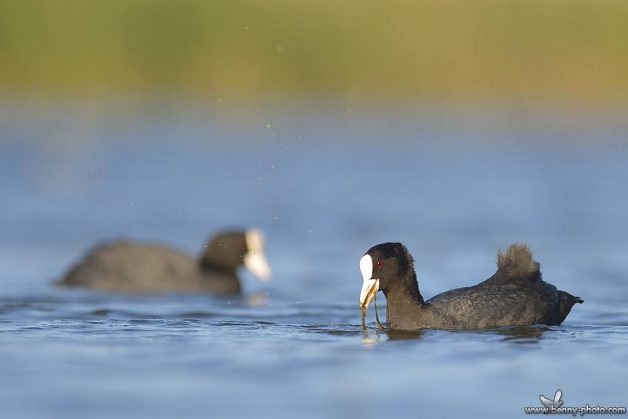 Lisita (Fulica atra) 2 Lisita (Fulica atra) 7