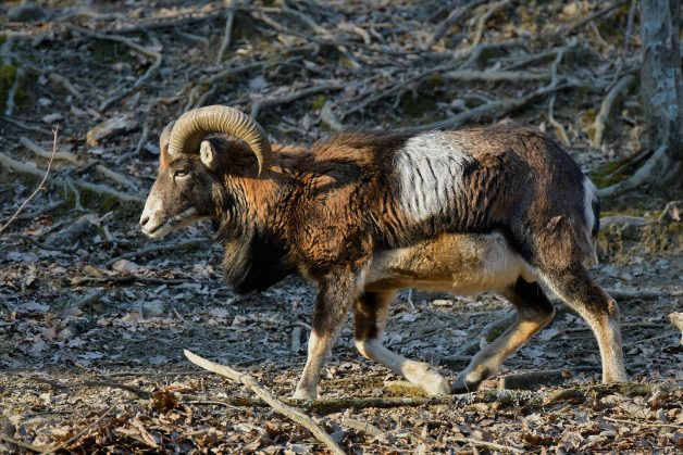 Muflonul (Ovis ammon musimon) 2 Muflonul (Ovis ammon musimon)-67