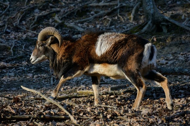 Muflonul (Ovis ammon musimon) 3 Muflonul (Ovis ammon musimon)-67