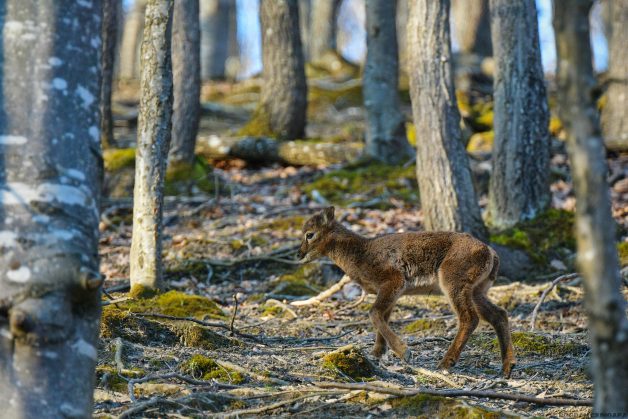 Muflonul (Ovis ammon musimon) 4 Muflonul (Ovis ammon musimon)-67