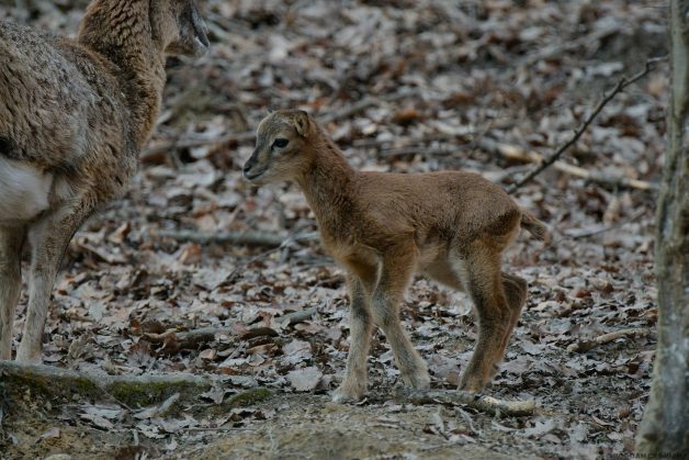 Muflonul (Ovis ammon musimon) 5 Muflonul (Ovis ammon musimon)-67