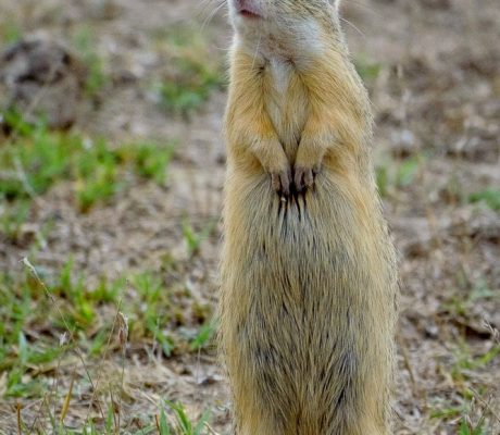 Popândăul european (Spermophilus citellus) 3