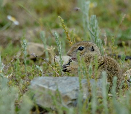 Popândăul european (Spermophilus citellus) 4