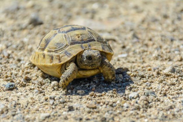 Ţestoasa Dobrogeană - Testudo Graeca