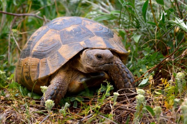 Ţestoasa Dobrogeană - Testudo Graeca